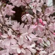 そらの画像