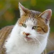 もりおか