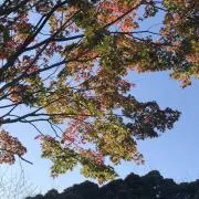 ケロの画像