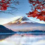 松林の画像
