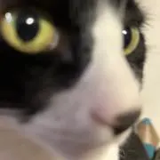 虎の画像