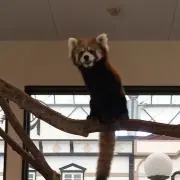 たじはる★
