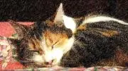 nyanko.dayoの画像