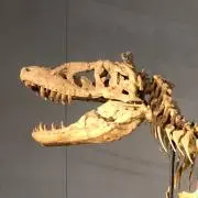 チュンの画像