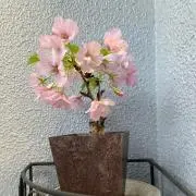 みやみや7の画像