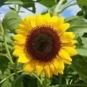 Flower✿¨̮