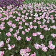しゅーの画像