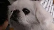 haku