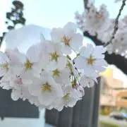 めだの画像