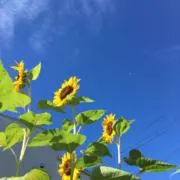 ラムネの画像