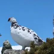 トマ男