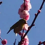 なな子の画像