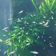 はるの画像