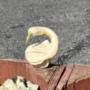 くんたの画像