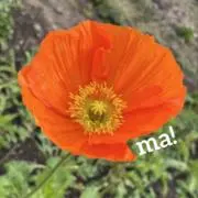 ma!の画像