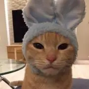 ちゃねまる。