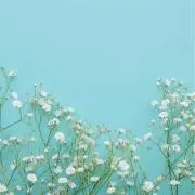 Pearlの画像