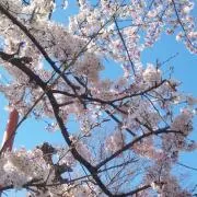 さが