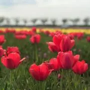 riiiの画像