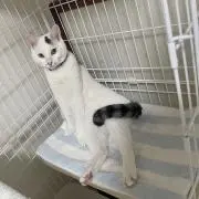白黒猫の画像
