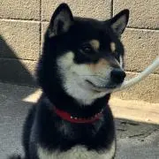 もっの画像