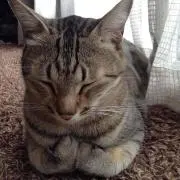 ビビくんの画像