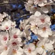 はちまんざくらの画像