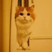 sawyerの画像