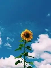 リオンの画像