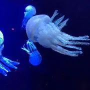 マロンの画像