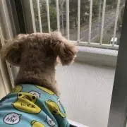 ゆかたんの画像