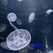 クラゲじゃないかもしれないプロフ必読の画像