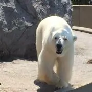 しろくまの画像