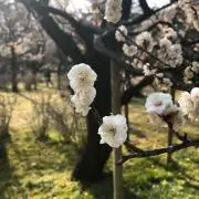 yugの画像