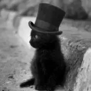 猫紳士