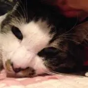 ジジちゃん