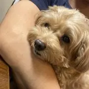 いしの画像
