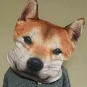 黒柴の画像