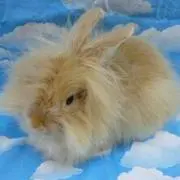 ちぐま屋