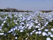 ソルトの画像