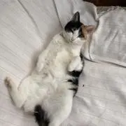 スエアヤ