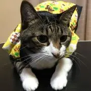 ココアの画像