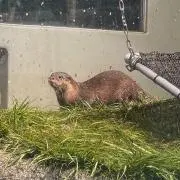 おとせの画像