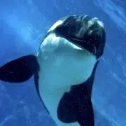 しゃちの画像