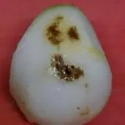 ともちーの画像