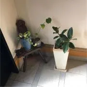 レオンの画像