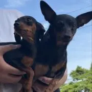 ワンコロの画像