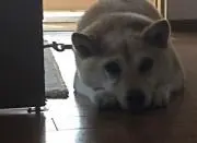 みゆマル