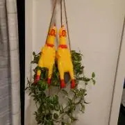 せいこの画像