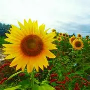love_sea
